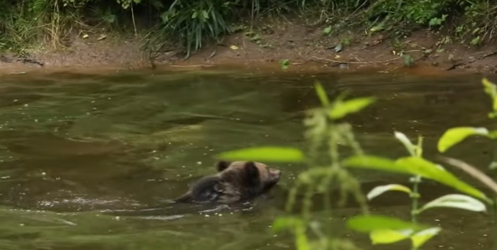 В Тверской области маленькие медвежата купаются в лесном озере