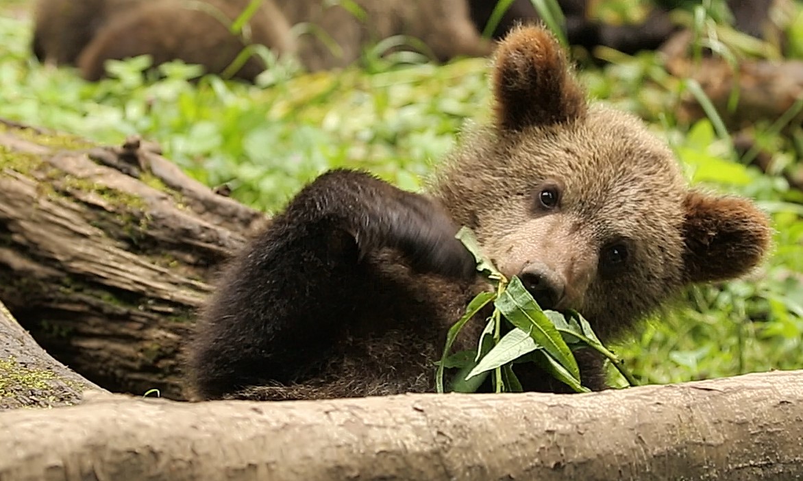 Тверские ученые рассказали о питании медвежат-сирот