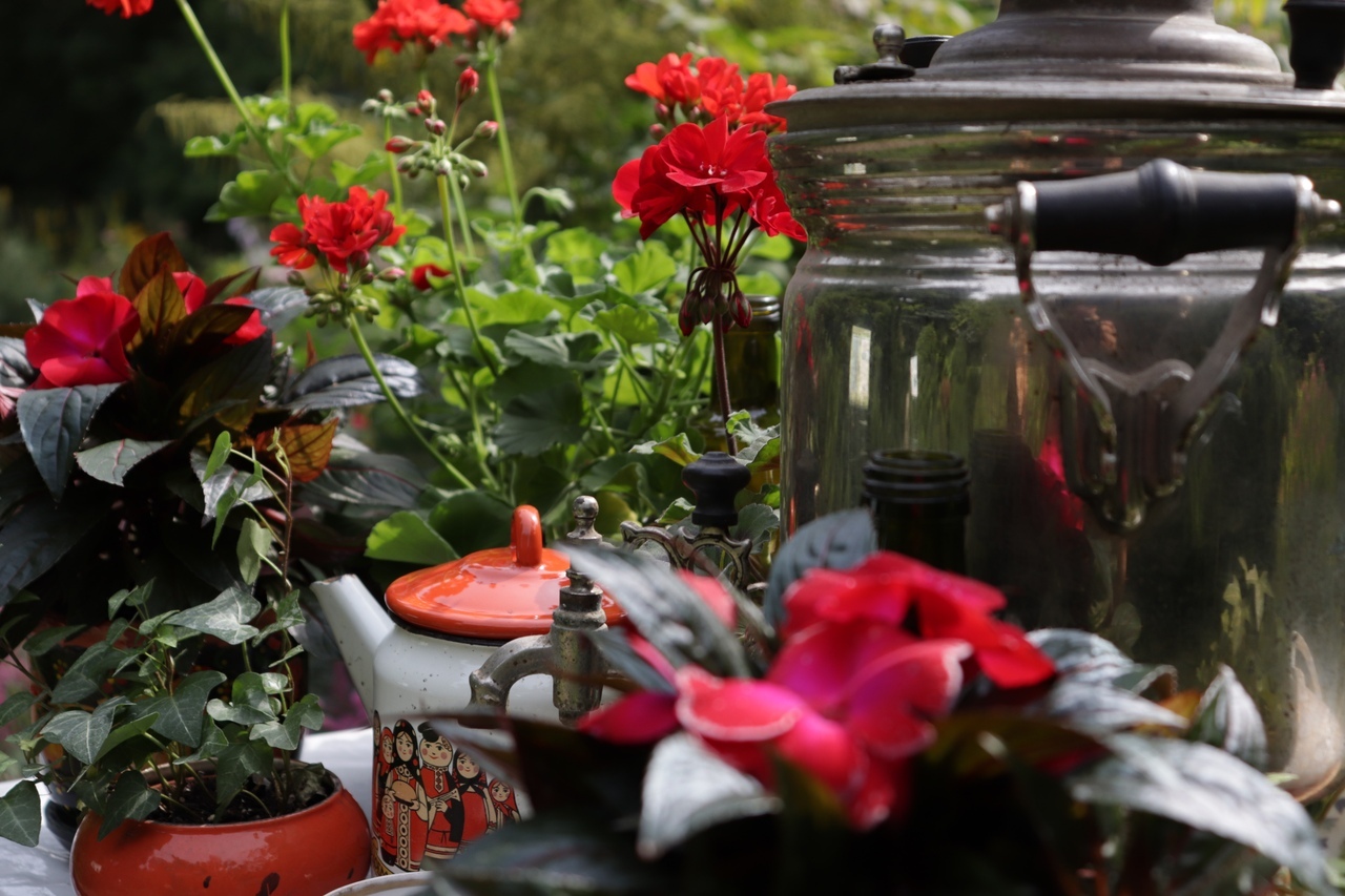 В тверском Ботаническом саду открыли самую трогательную выставку цветов