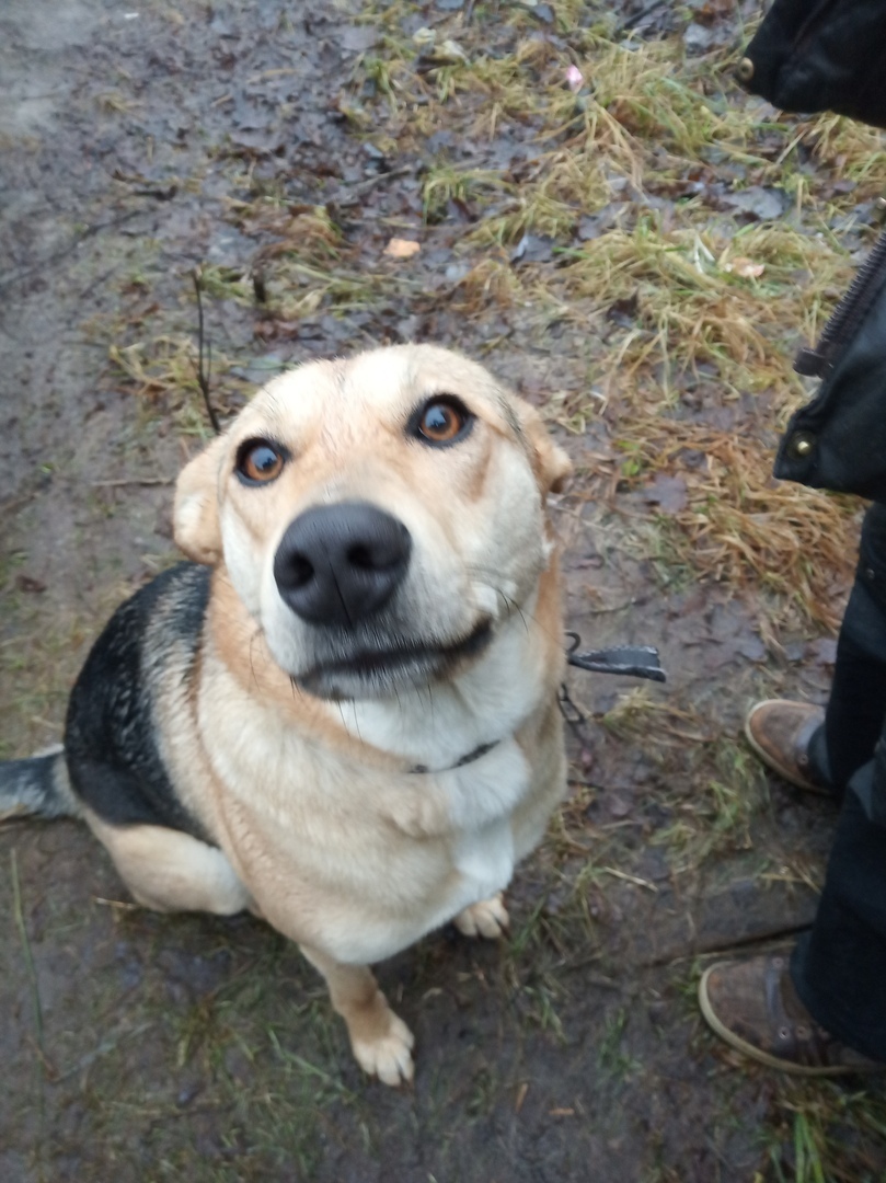Тверские бездомные песики ищут своих людей