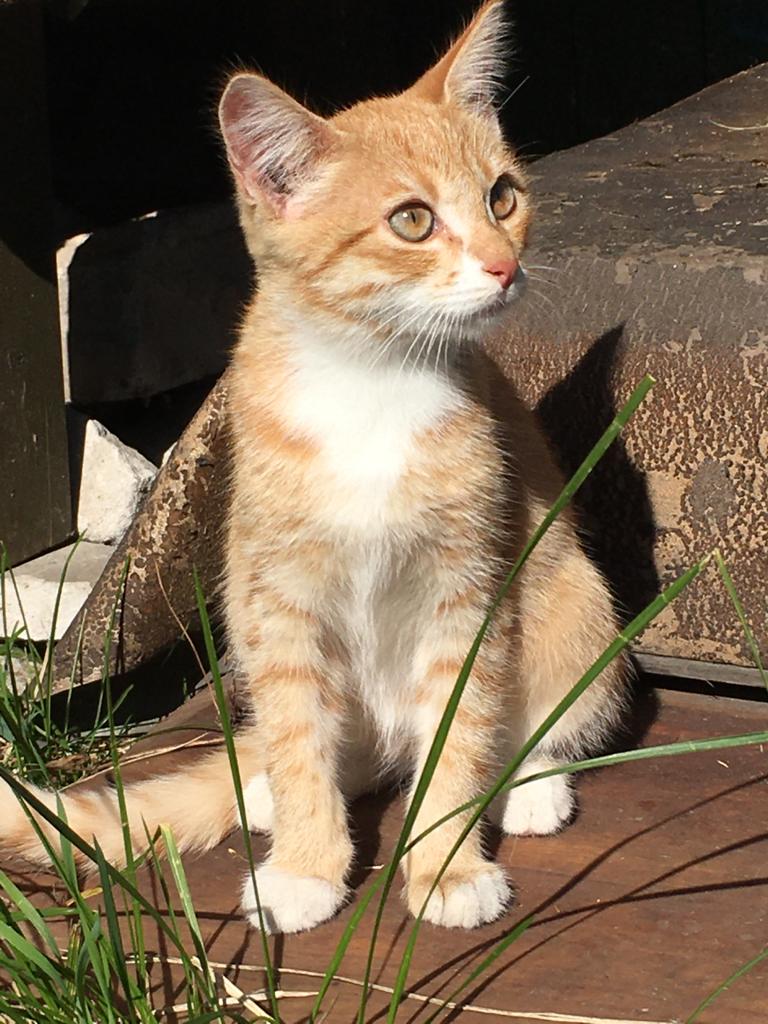 В Твери ищут заботливые руки для брошенных котят