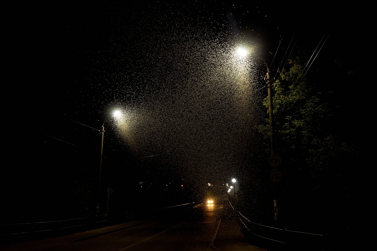 В Тверской области в воздух поднялись тучи бабочек-однодневок