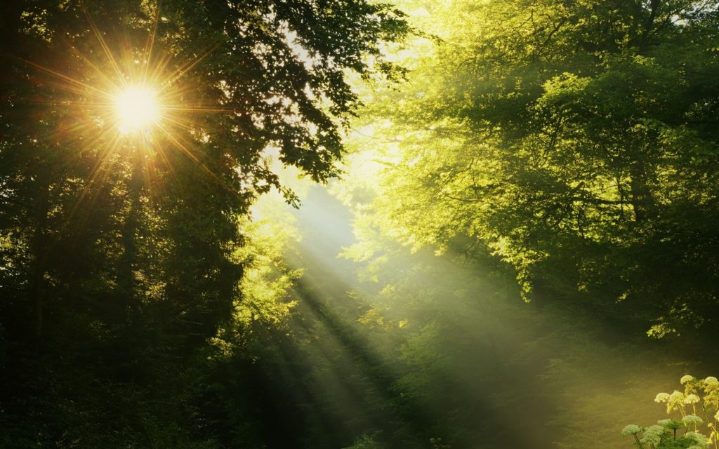 Тверской Ботанический сад приглашает послушать инструментальную музыку Тверской Ботанический сад приглашает послушать инструментальную музыку