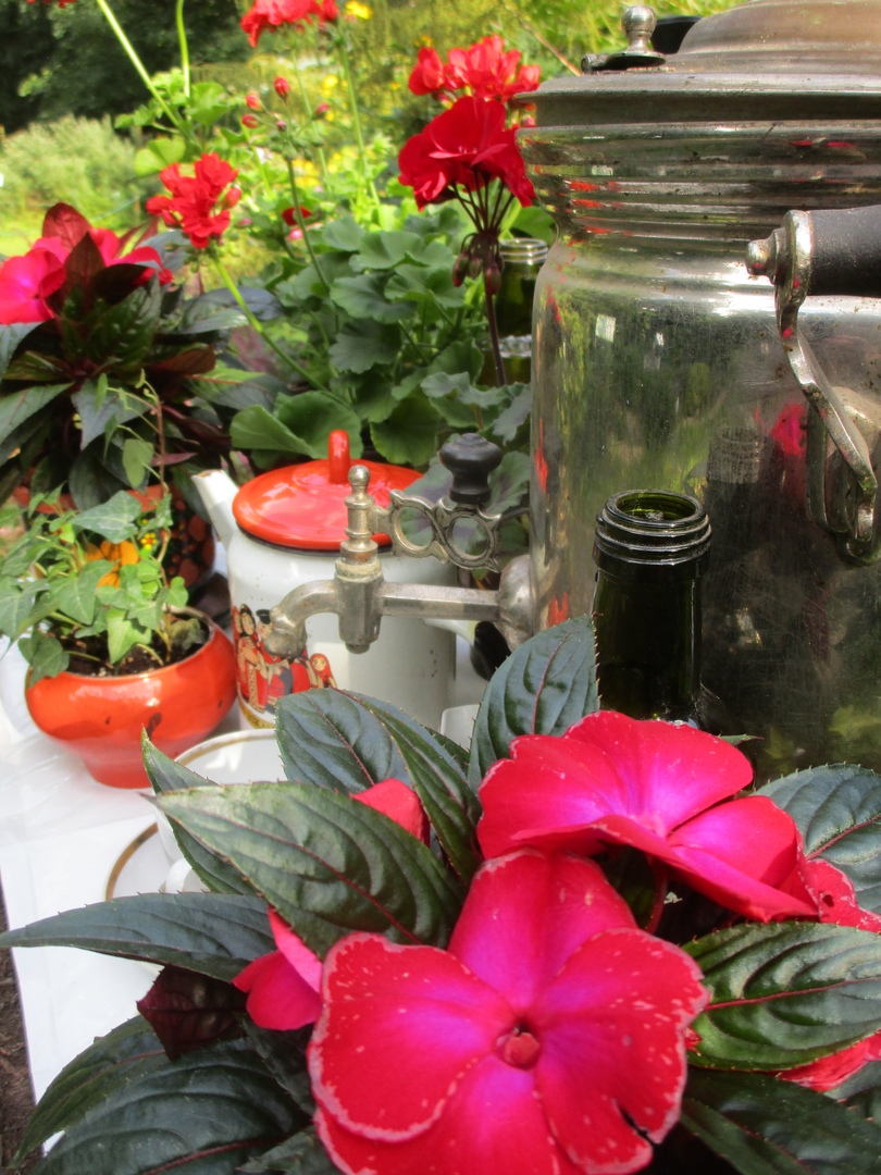 Тверской Ботанический сад готовит новую выставку