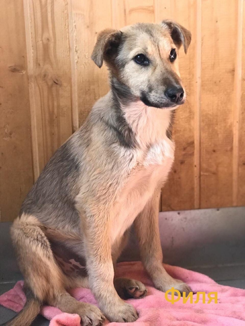 Тверские бездомные песики ищут своих людей