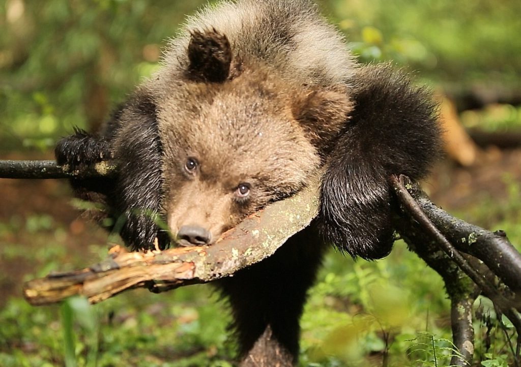 В Тверской области медвежата - акробаты лазают по деревьям