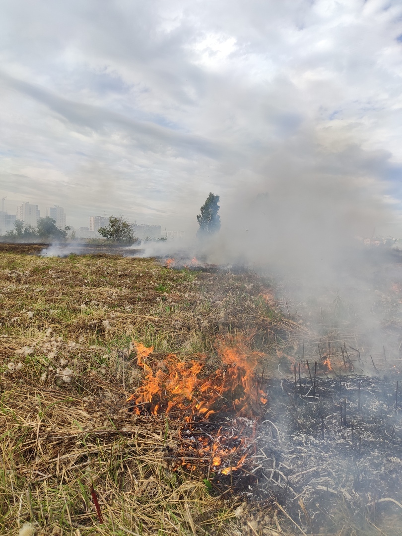 В сеть попали фотографии пожара на поле в Твери