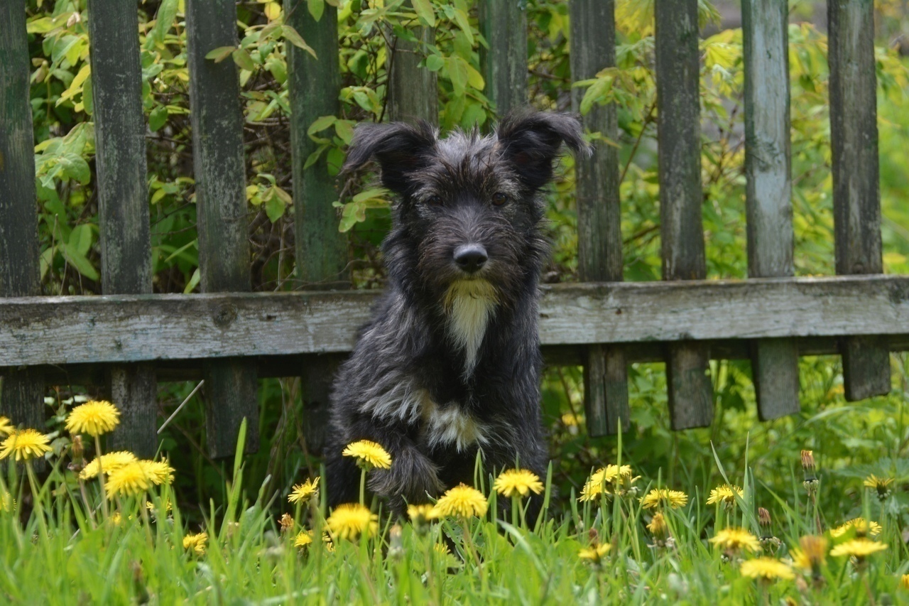 Тверские бездомные песики ищут своих людей