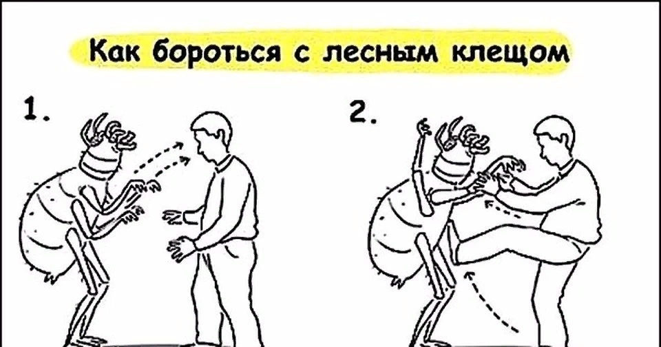 Жителям Тверской области рассказали, как бороться с клещами Жителям Тверской области рассказали, как бороться с клещами