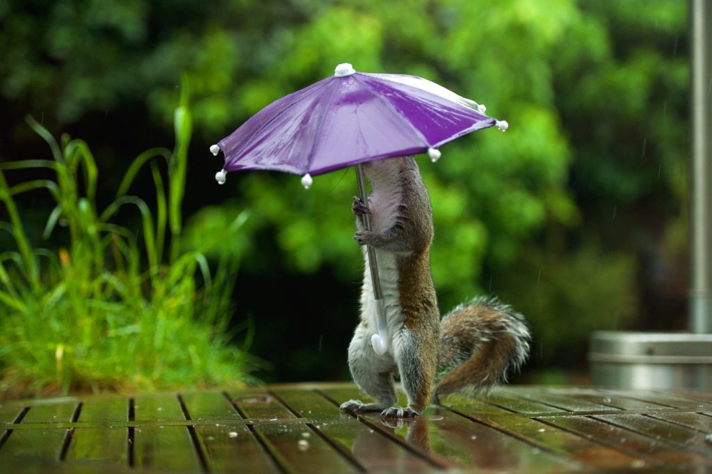 На Тверскую область обрушится сильный ливень с грозой