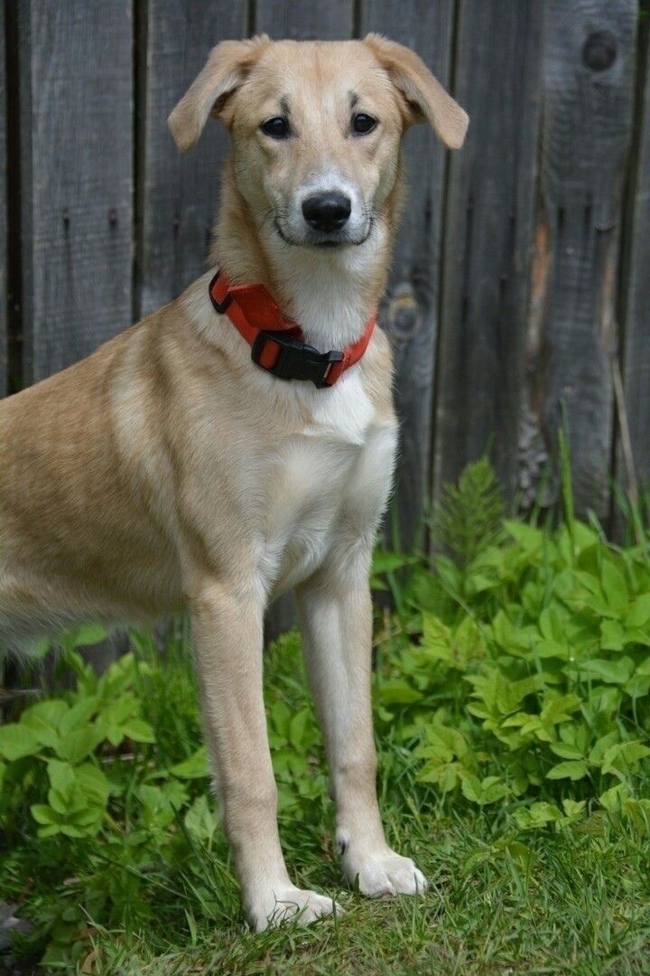 Тверские бездомные песики ищут своих людей