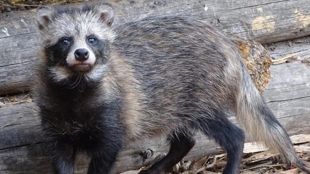 Под Тверью бешеная енотовидная собака вышла к людям Под Тверью бешеная енотовидная собака вышла к людям