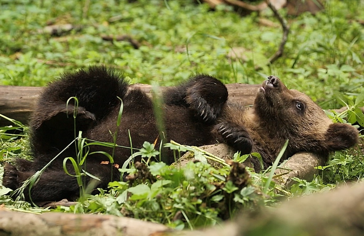 Тверские ученые рассказали о питании медвежат-сирот