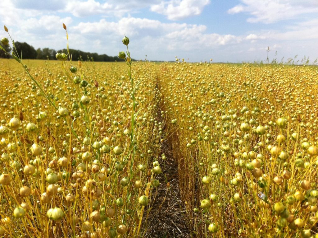 День льняного поля вновь пройдет в Тверской области