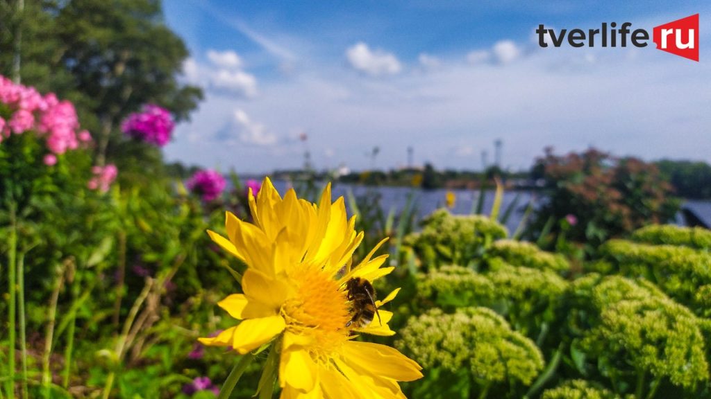 После жарких выходных Тверскую область ждет похолодание После жарких выходных Тверскую область ждет похолодание