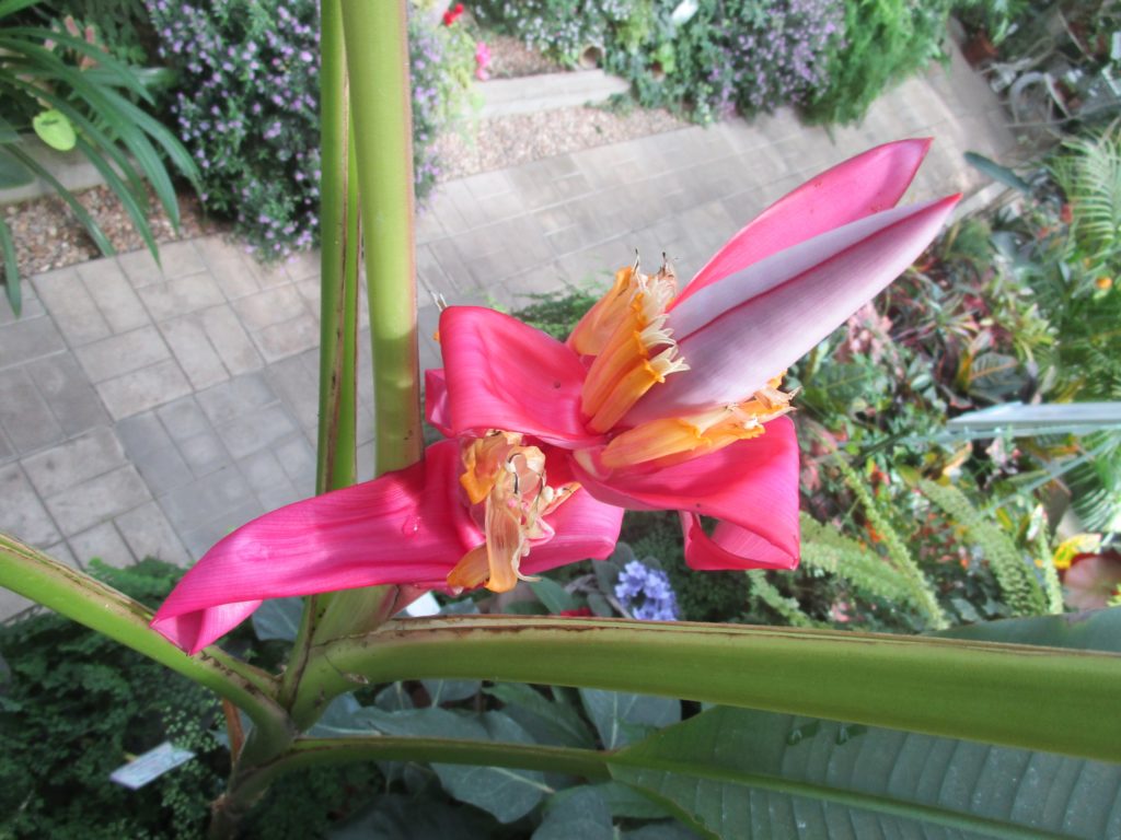 Банан бархатный расцвёл в Ботаническом саду ТвГУ