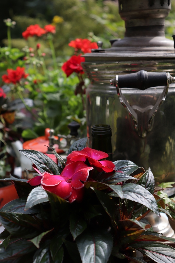 В тверском Ботаническом саду открыли самую трогательную выставку цветов