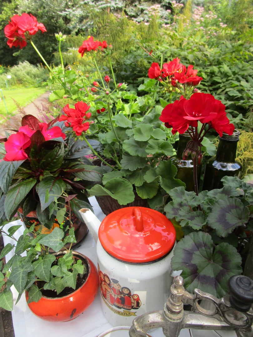 Тверской Ботанический сад готовит новую выставку