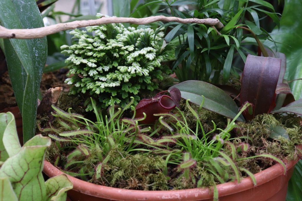 В Ботаническом саду Твери продолжается выставка "Зеленые монстрики"