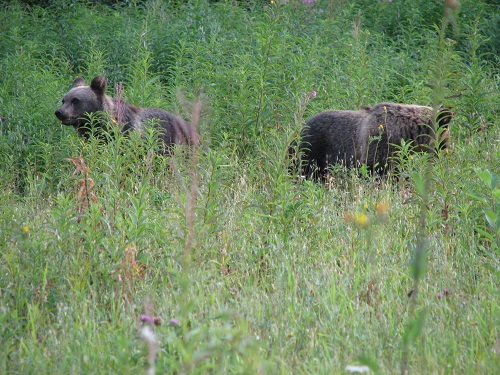 Экскурсии к диким медведям проводят в Тверской области