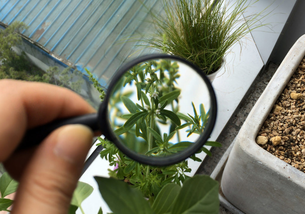 В Тверской области выявили нарушения фитосанитарного законодательства