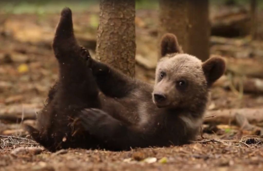 В Тверской области медвежата усердно развивают медвежьи навыки