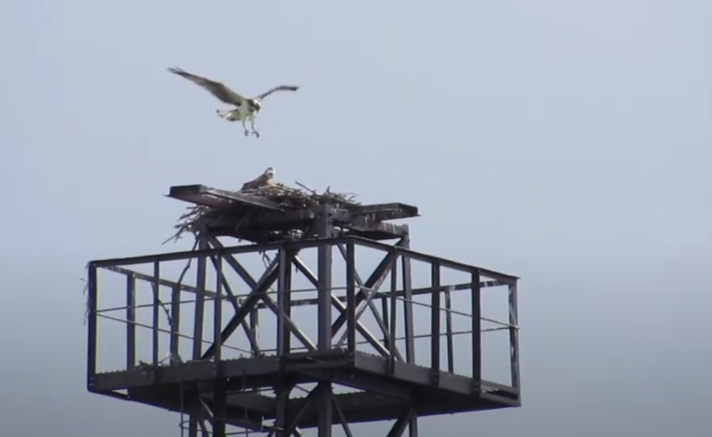 Редкая птица поселилась на вышке в Тверской области