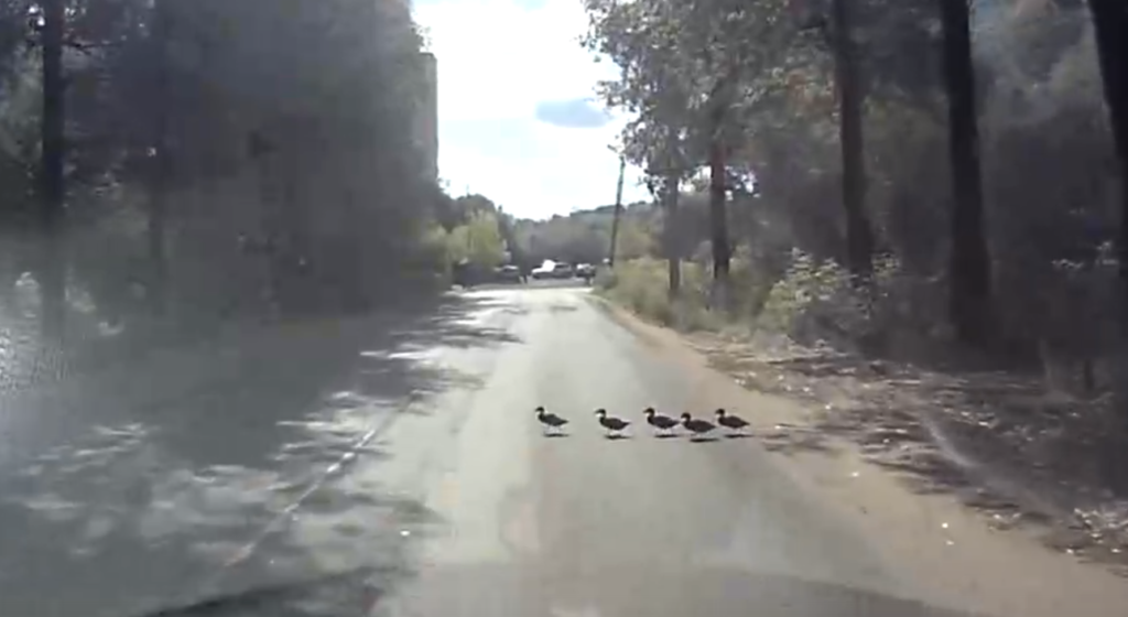 Появилось видео, как водитель пропускает переходящих дорогу утят в Тверской области Появилось видео, как водитель пропускает переходящих дорогу утят в Тверской области