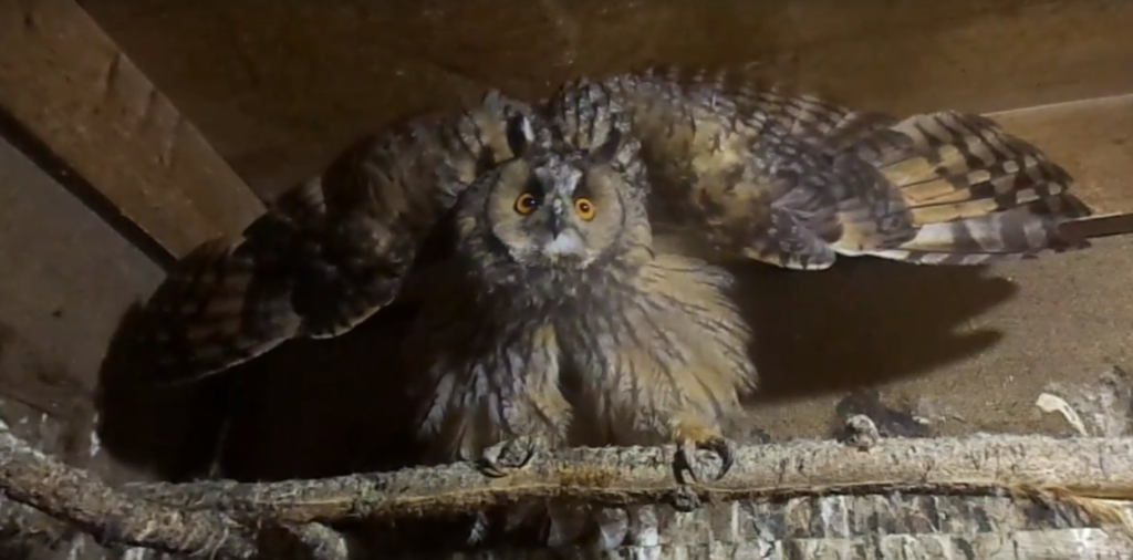 Раненая сова из Тверской области окрепла и скоро отправится на волю Раненая сова из Тверской области окрепла и скоро отправится на волю