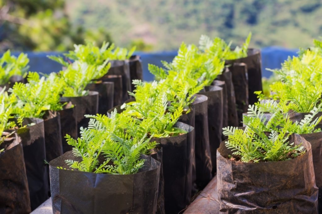 В Твери выявили нарушения при продаже саженцев В Твери выявили нарушения при продаже саженцев