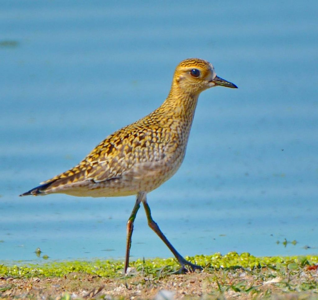 В Тверской области нашли птицу из Красной книги