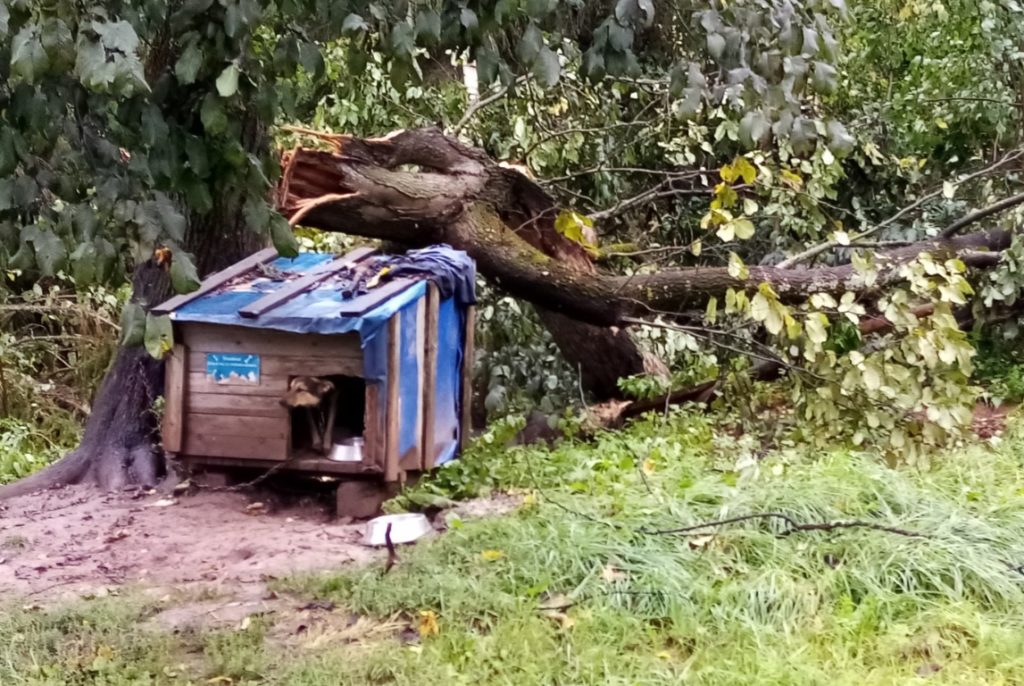 Ураганный ветер в Тверской области срывал крыши и валил деревья