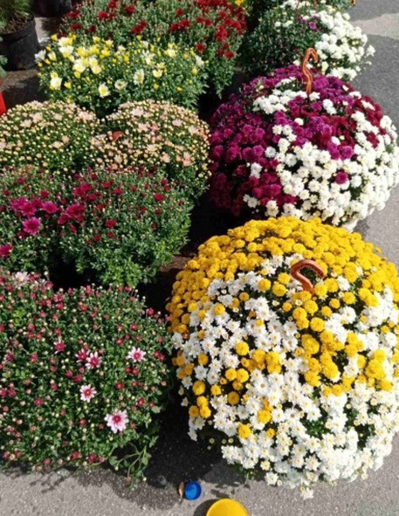 В Тверской области продавали подозрительные саженцы деревьев и семена цветов В Тверской области продавали подозрительные саженцы деревьев и семена цветов