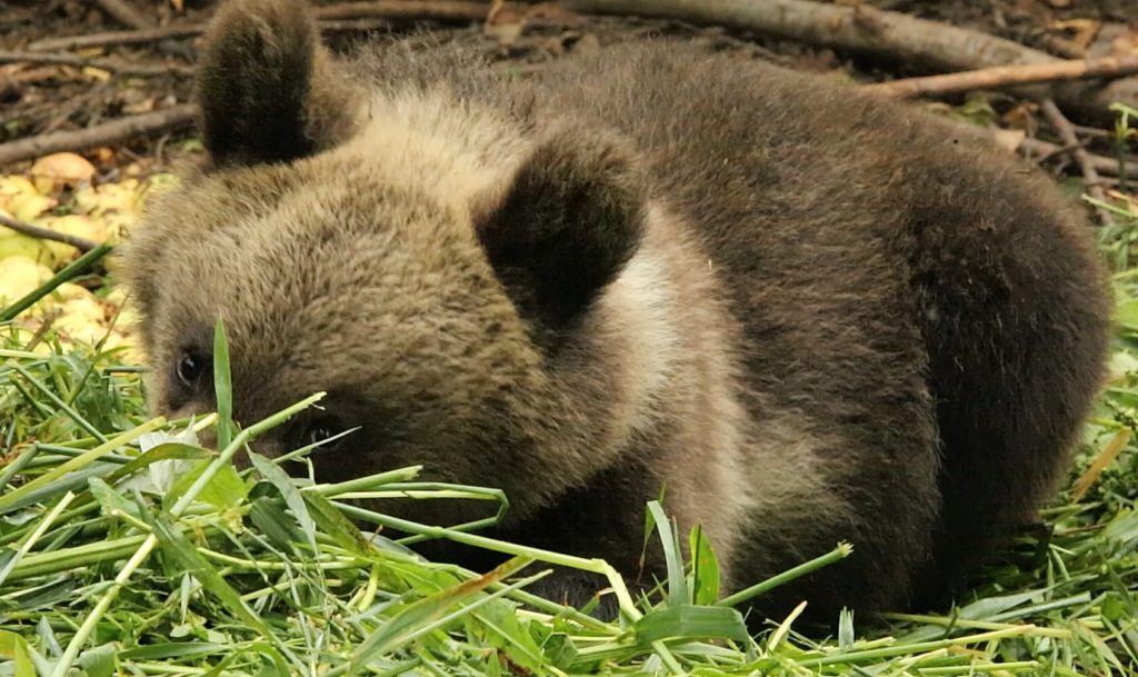Медвежата в Тверской области едят овес Медвежата в Тверской области едят овес