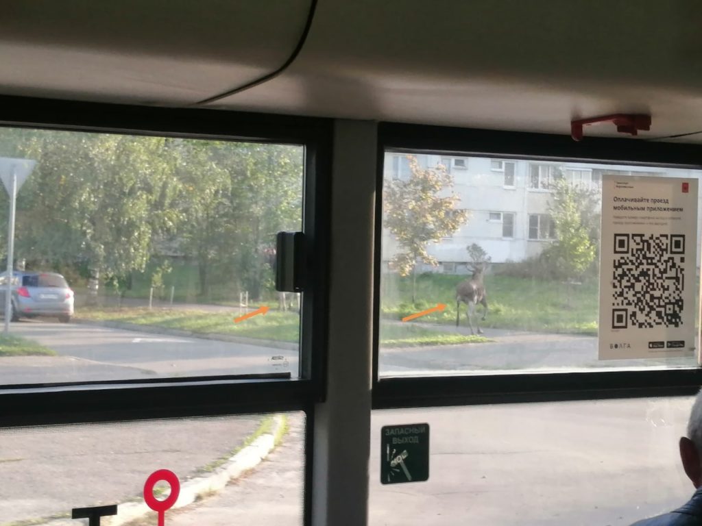 Во дворах микрорайона Мамулино в Твери гуляют лоси