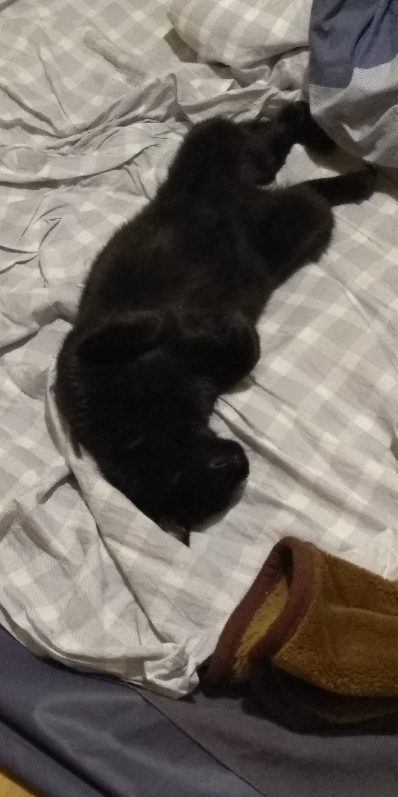 Теплый плед и теплый кот: Как правильно выбирать питомца в Твери