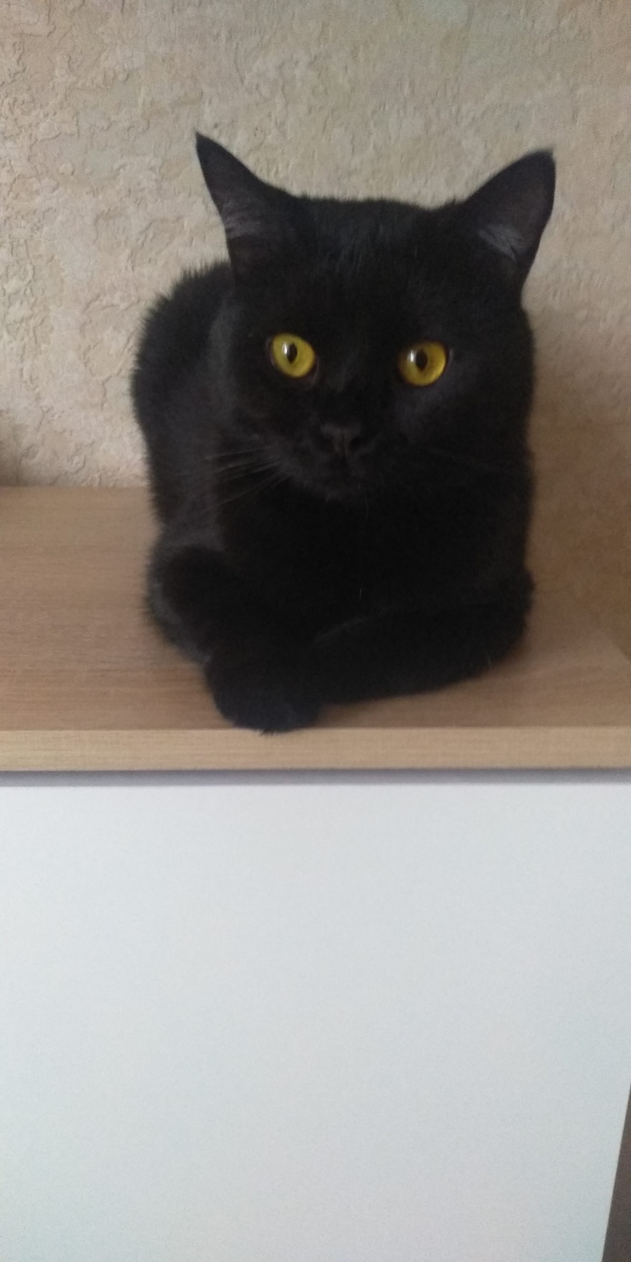 Теплый плед и теплый кот: Как правильно выбирать питомца в Твери