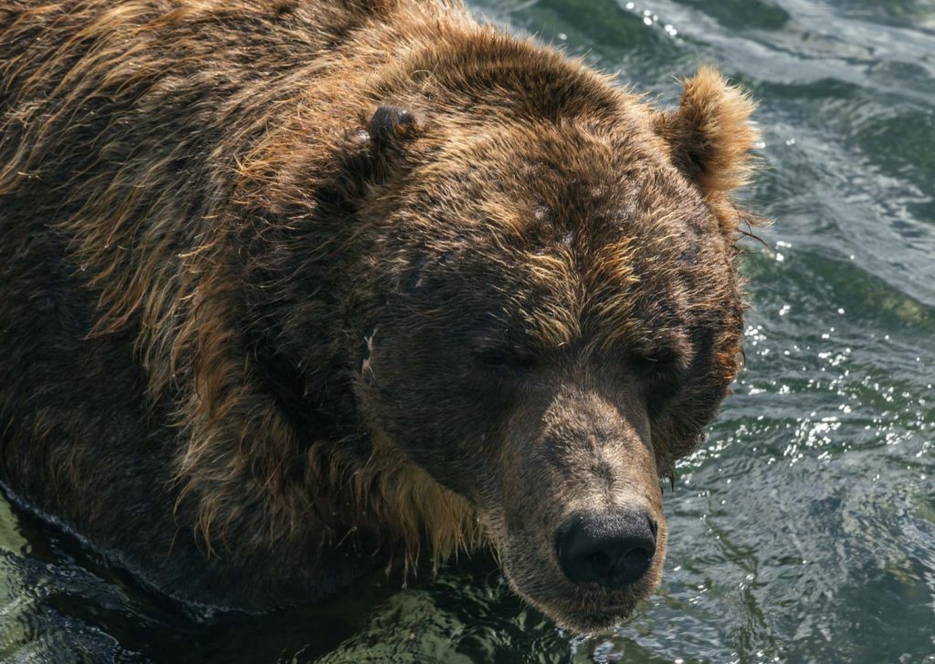 Съел не один десяток сородичей: тверской путешественник наткнулся на огромного медведя каннибала