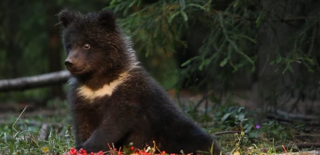 Медведица Пужа лакомится рябиной в Тверской области