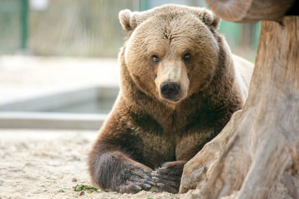Тверской авиамедведь Мансур показывает чудеса ловкости Тверской авиамедведь Мансур показывает чудеса ловкости