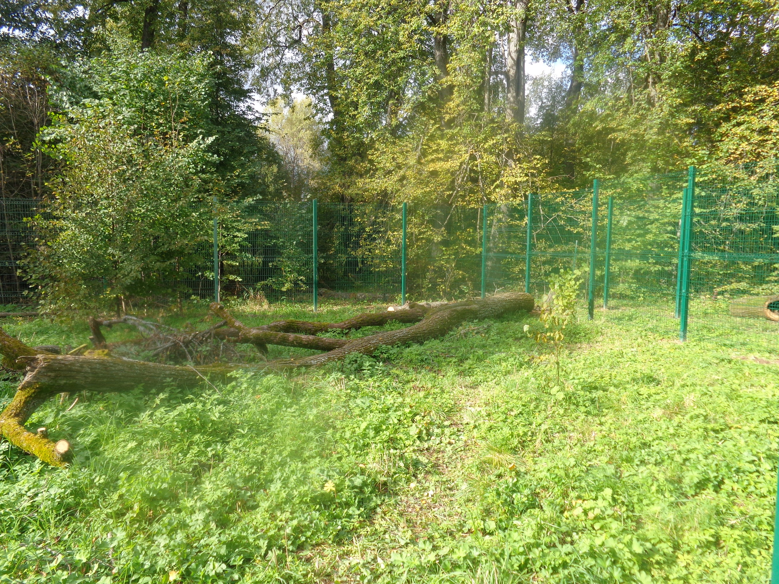 В Тверском реабилитационном центре диких животных "Ромашка" строят новые вольеры