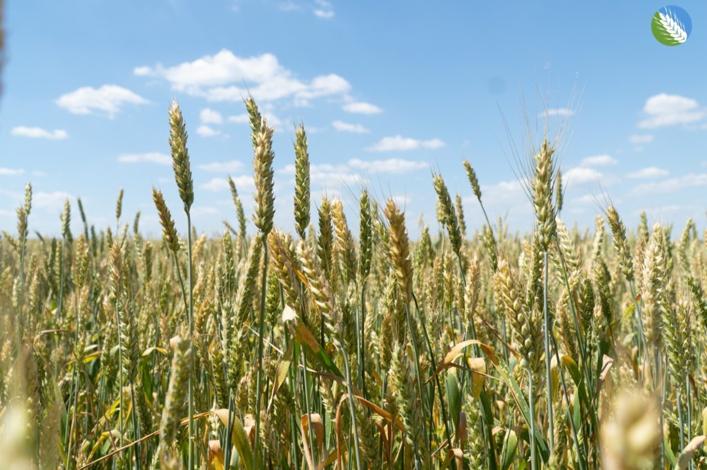В Ржевском районе завершили уборку полей В Ржевском районе завершили уборку полей