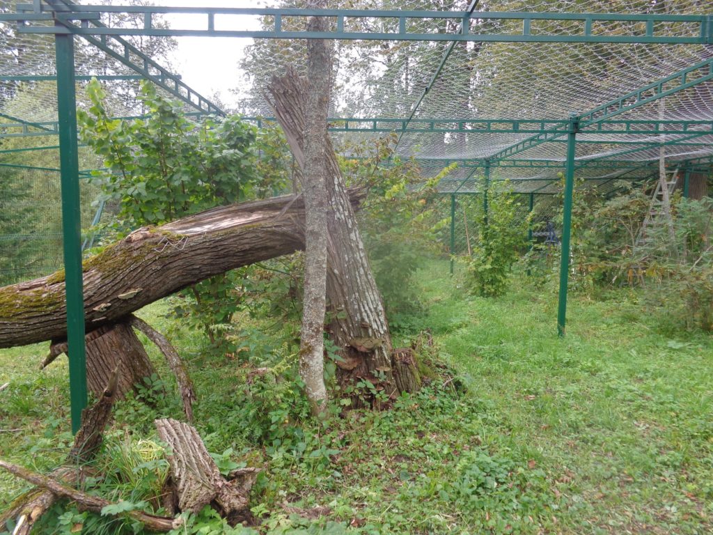 В Тверском реабилитационном центре диких животных "Ромашка" строят новые вольеры В Тверском реабилитационном центре диких животных "Ромашка" строят новые вольеры