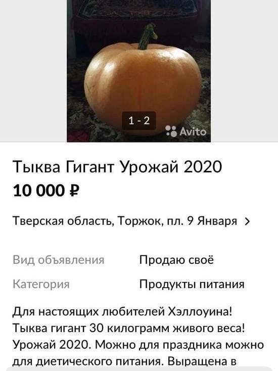 Супер гигантскую и дорогую тыкву пытаются продать в Тверской области Супер гигантскую и дорогую тыкву пытаются продать в Тверской области