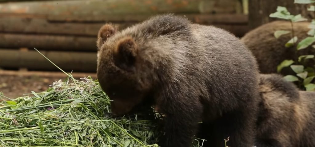 В Тверской области ученые-биологи показали видео из жизни медвежат В Тверской области ученые-биологи показали видео из жизни медвежат