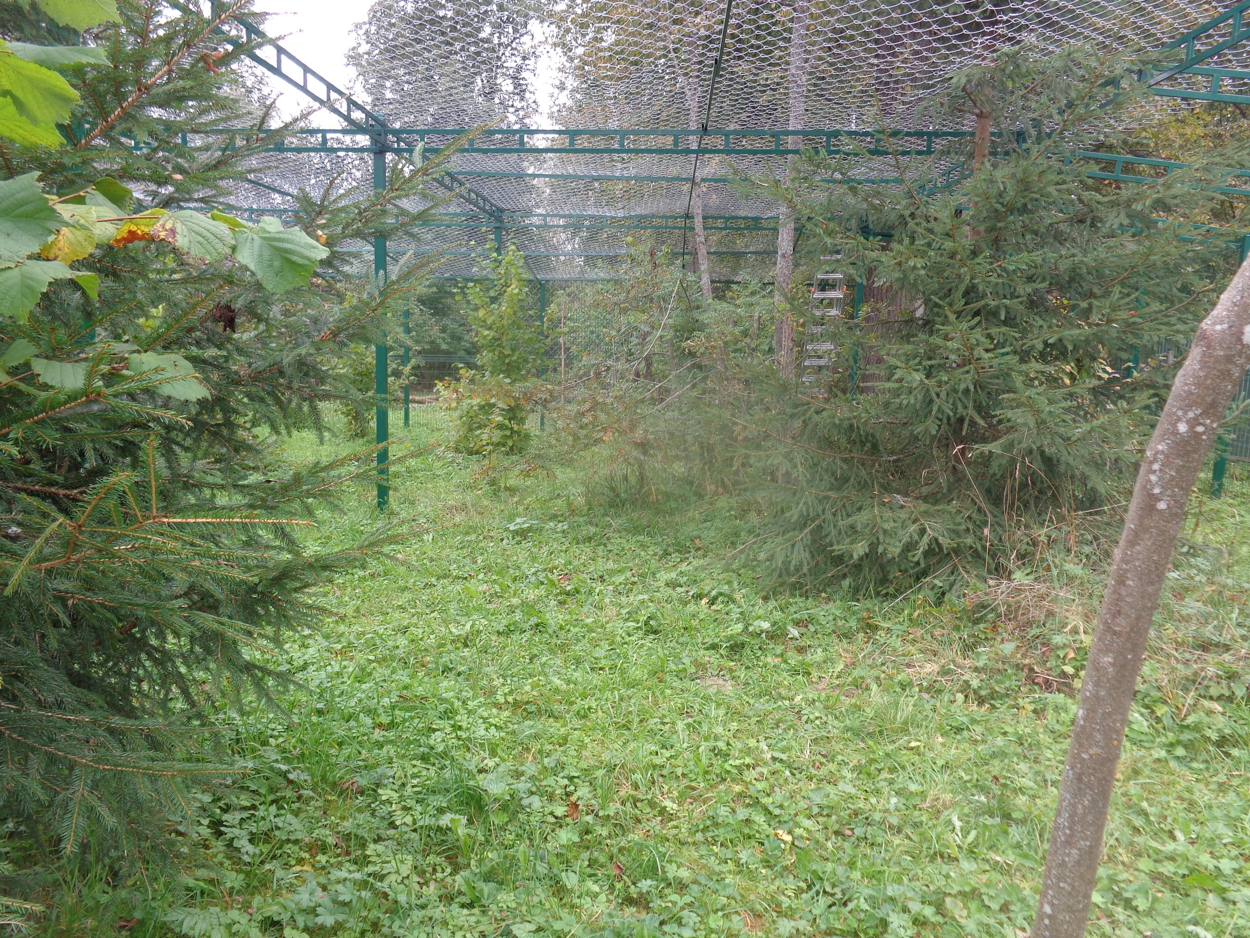 В Тверском реабилитационном центре диких животных "Ромашка" строят новые вольеры