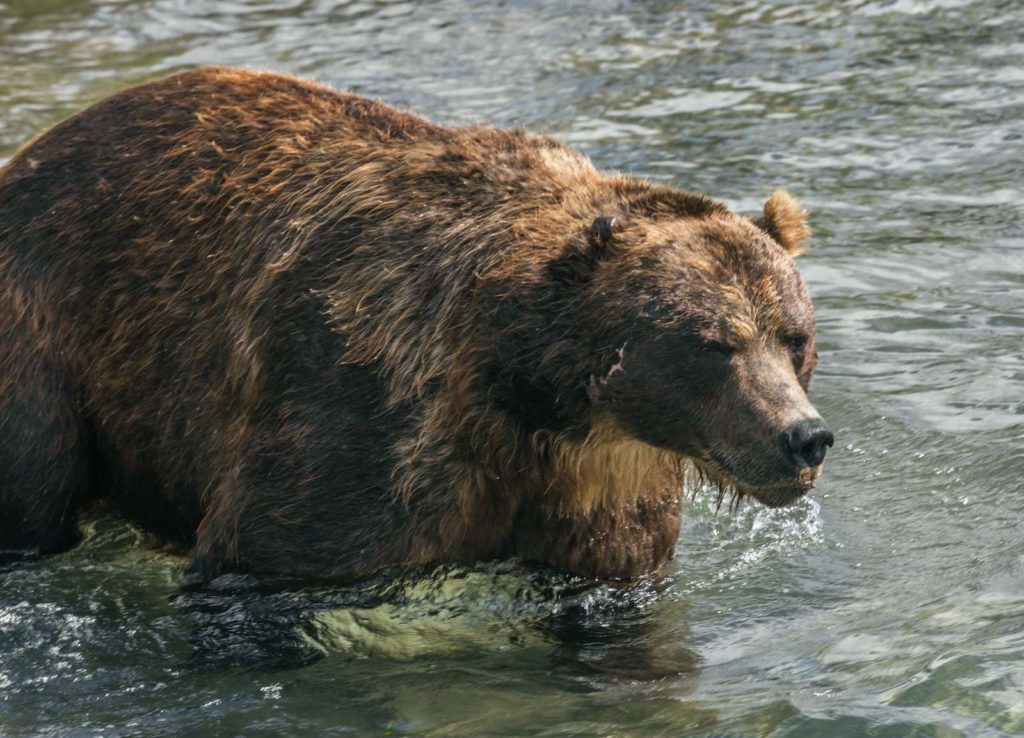 Съел не один десяток сородичей: тверской путешественник наткнулся на огромного медведя каннибала