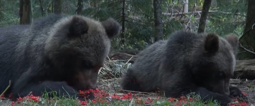 В Тверской области медвежата-сироты получают лакомства В Тверской области медвежата-сироты получают лакомства