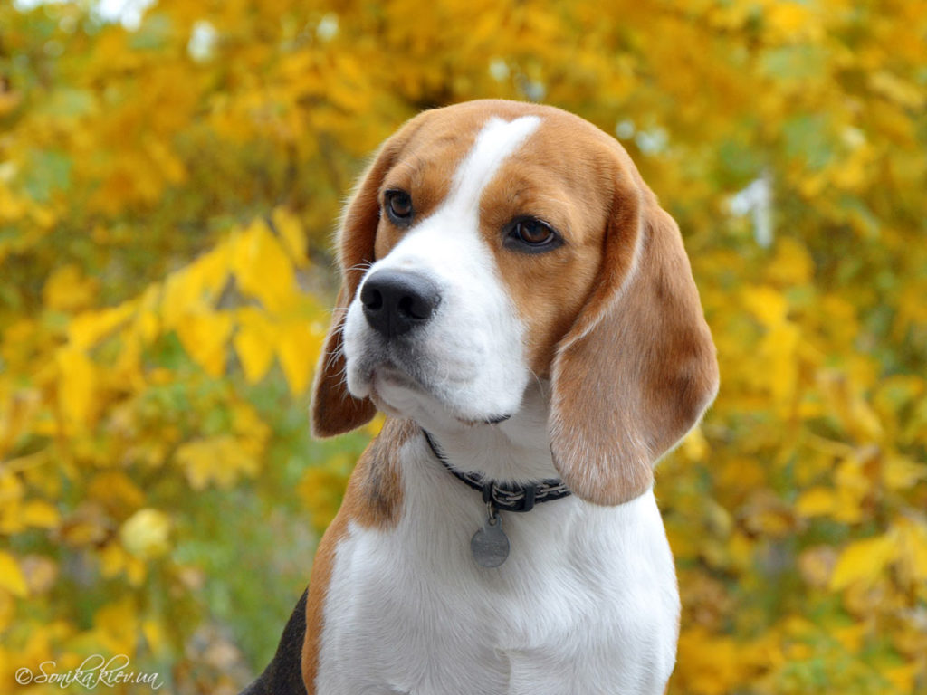 В Твери пройдет биглевстреча