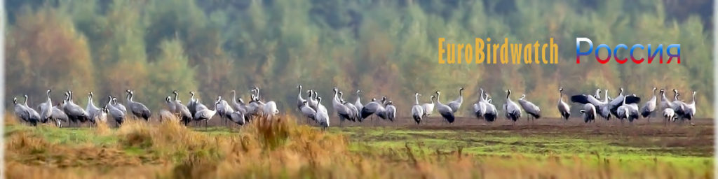 В Твери будут считать птиц по европейской системе